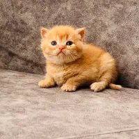 گربه بریتیش