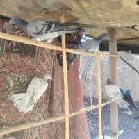 هفت رنگ خطی|پرنده|قزوین, |دیوار