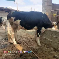 گاوسمینتال ابست