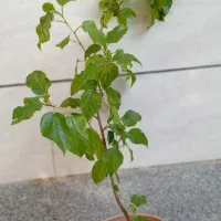 حسن یوسف|گل و گیاه طبیعی|اهر, |دیوار