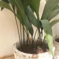 گل یشم گل عبایی با گلدان بزرگ وگلدان سفالی دیواری|گل و گیاه طبیعی|رشت, توشیبا|دیوار