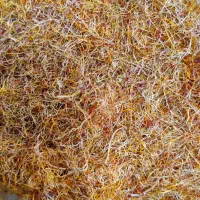 خرید و فروش ریشه زعفران