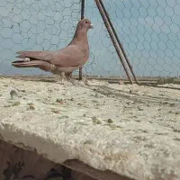 گلی نر عطیقه و ماده کلاغ خوشکل|پرنده|رفسنجان, |دیوار