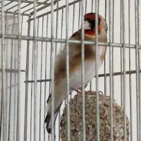 سهره نر 3ساله جفتی بشرط معاوضه با قناری