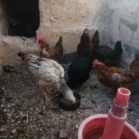 مرغ|حیوانات مزرعه|سرایان, |دیوار