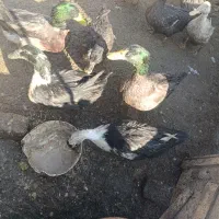 اردک چاق تخمگذار . جوان .زیر قیمت بازار .|حیوانات مزرعه|چناران, |دیوار