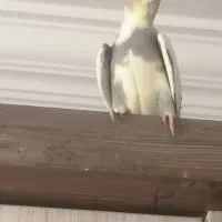 عروس هلندی دوماهه فروشی