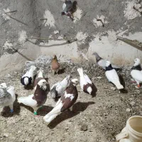 رنگه...|پرنده|شیروان (خراسان), |دیوار