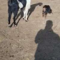 فروش بز جوان|حیوانات مزرعه|سقز, |دیوار