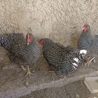 مرغ وخروس امروک|حیوانات مزرعه|شیراز, شهرک آرین|دیوار