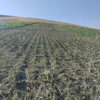 زمین کشاورزی