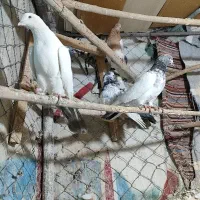 ۶ عدد کبوتر گشتی|پرنده|سنندج, |دیوار