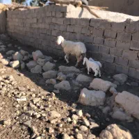 کوسفند مری با دو بره ماده فروش فوری|حیوانات مزرعه|زابل, |دیوار