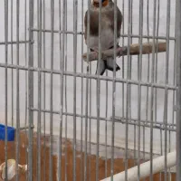 سهره نشون دار|پرنده|کهریزک, |دیوار