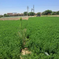 فروش زمین کشاورزی دارای مادر سندمناسب باغ ومسکونی|فروش زمین و ملک کلنگی|اصفهان, اطشاران|دیوار