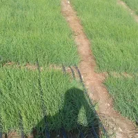 فروش پیاز در منطقه سرگز احمدی|خدمات باغبانی و درختکاری|احمدی, |دیوار