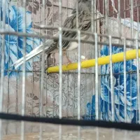 قناری سوپر کشیده مست خون