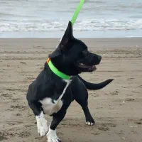 سگ نر پاکوتاه برای جفت گیری