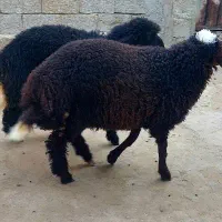 بره عربی نر و ماده