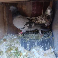 کفتر جفت پرشی|پرنده|قرچک, پویینک|دیوار