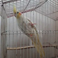 ماده لوتینو