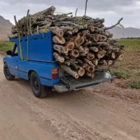 درخت.چوب.