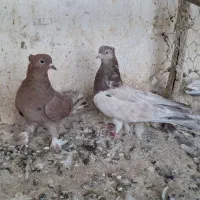کبوتر دوازده جفت سرور و زرد کالکی و کاکل پاپر|پرنده|باقرشهر, |دیوار