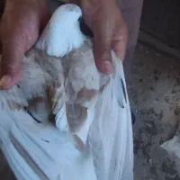 کفتر کله سفید ودم سفید خوشگل