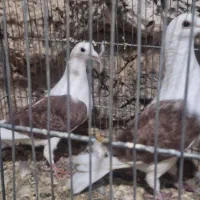 کبوتر دوکت پلاکی|پرنده|جوانرود, |دیوار