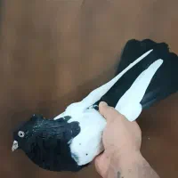 سینه سیاه ماده