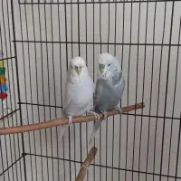 مرغ عشق انگلیسی مولد|پرنده|تهران, فلاح|دیوار