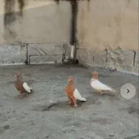 فروش فوری