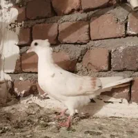 سه تا کفتر گرفتنی