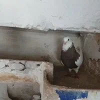 فروش چن عددکبوتر