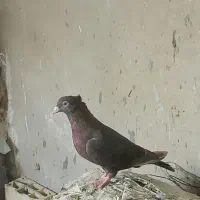 کفتر پرشی خوش تیپ سرور مشکی سبز معاوضه با لاری