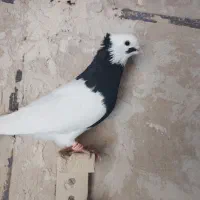 کفتر یاکبوتر