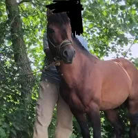 اسب کهر سواری