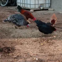 پلاکی مسافتی، بقلمو، خروس|حیوانات|چناران, |دیوار