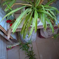 گل طبیعی و در حال رشد