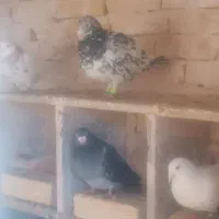 کبوتر|پرنده|فیروزه, |دیوار