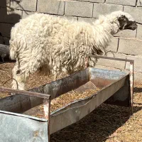 فروش میش زیل