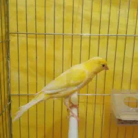 قناری نر|پرنده|اردبیل, |دیوار