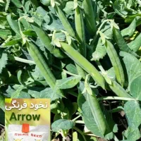 بذر نخودفرنگی راین|خدمات باغبانی و درختکاری|گرگان, |دیوار