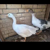 غاز نر وماده