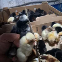 فروش جوجه بوقلمون برنز، بیوتی، اردک و گلپایگان|حیوانات مزرعه|قائمشهر, |دیوار