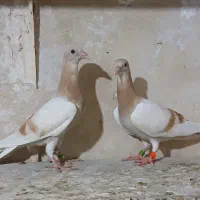 جوجه کاغذی زرد تازه دون خور