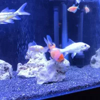 ماهی|ماهی|اصفهان, ملکشهر|دیوار