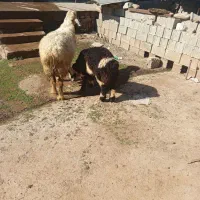 میش بره|حیوانات مزرعه|مسجد سلیمان, |دیوار