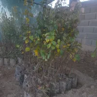 نهال بادام پیوندی، هلو و گوجه باغی پاکتی، ریشه پرس|گل و گیاه طبیعی|شیراز, منطقه هوایی شهید دوران|دیوار