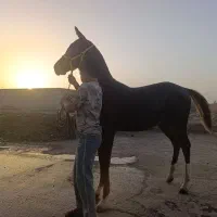 فروش فوری کره نریان عرب کورسی